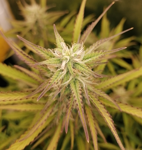 Growreport Bild 5
