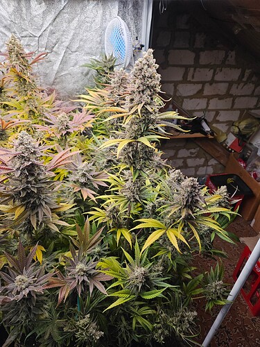 Growreport Bild 5