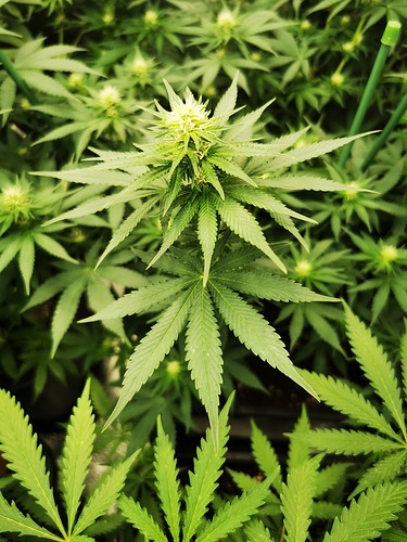 Growreport Bild 1