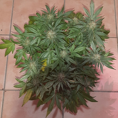 Growreport Bild 8