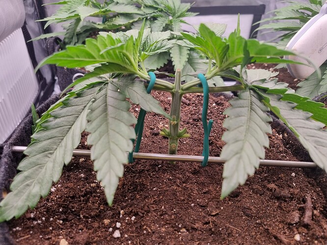 Growreport Bild 11