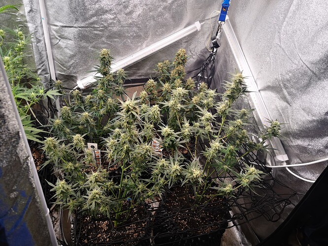 Growreport Bild 2