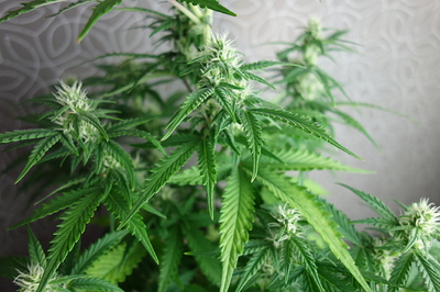 Growreport Bild 9
