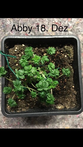 Growreport Bild 3