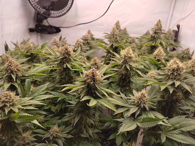 Growreport Bild 20
