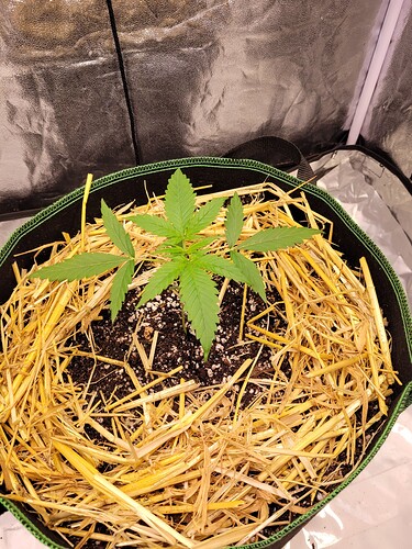 Growreport Bild 2