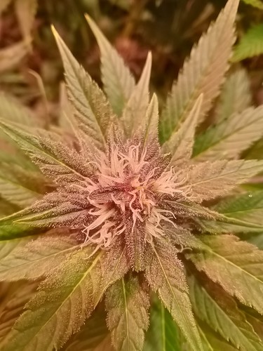 Growreport Bild 44