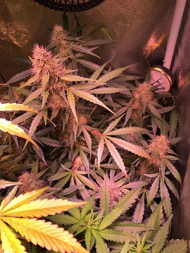 Growreport Bild 18