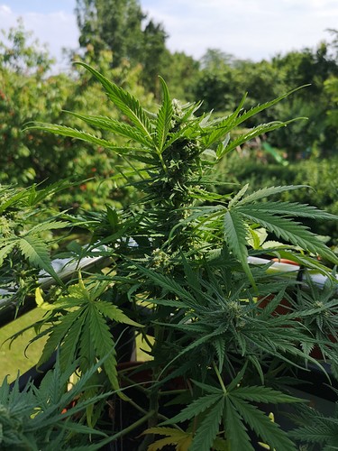 Growreport Bild 2