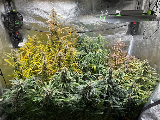 Growreport Bild 4