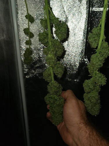 Growreport Bild 4