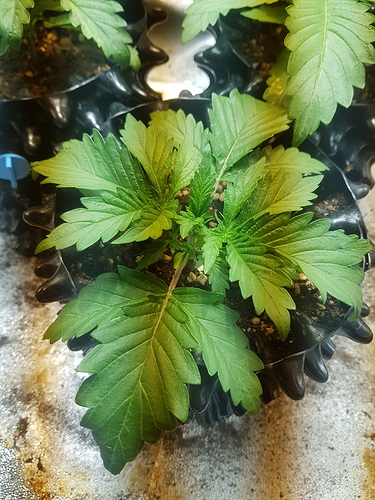 Growreport Bild 19
