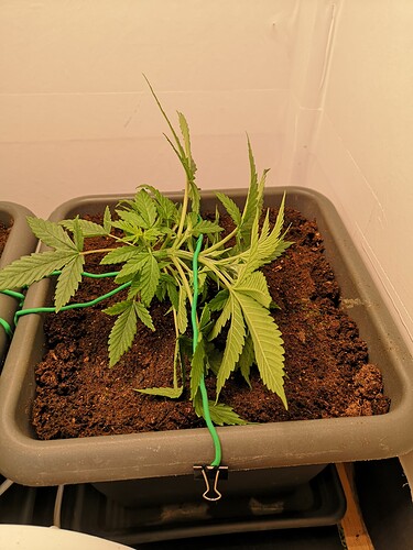 Growreport Bild 2