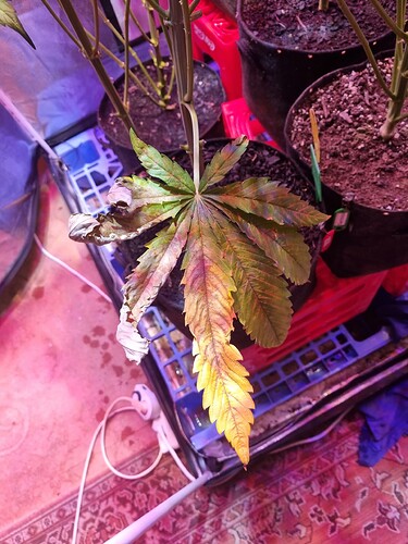 Growreport Bild 3