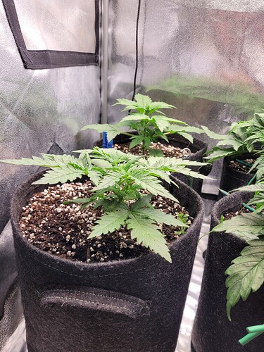 Growreport Bild 30