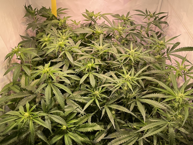 Growreport Bild 8