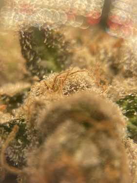 Growreport Bild 5