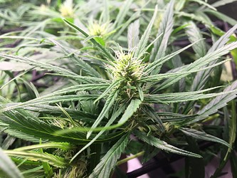 Growreport Bild 2