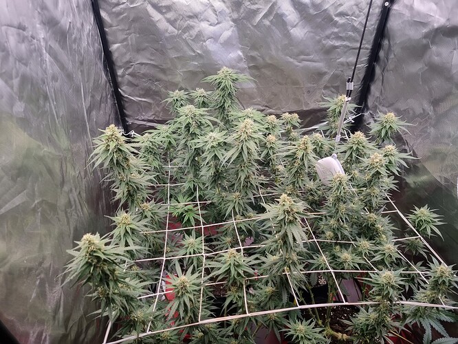 Growreport Bild 6