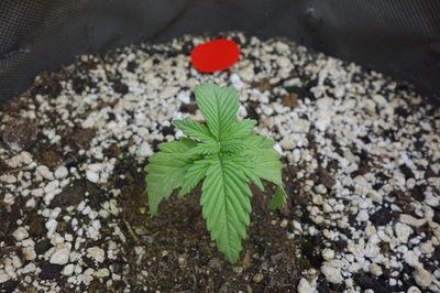 Ein junger Cannabis-Keimling mit mehreren Blättern in einem Topf mit Erde und Perlit.
