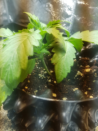 Growreport Bild 10