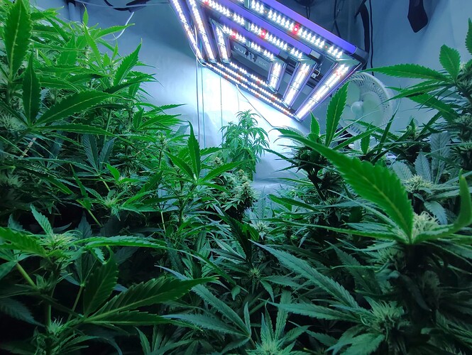 Growreport Bild 19