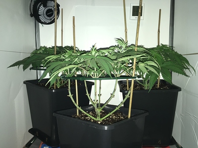 Growreport Bild 2