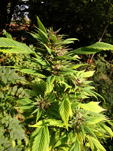 Growreport Bild 4