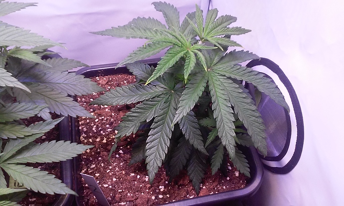 Growreport Bild 25