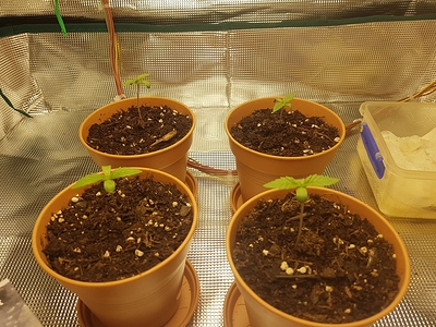 Growreport Bild 14