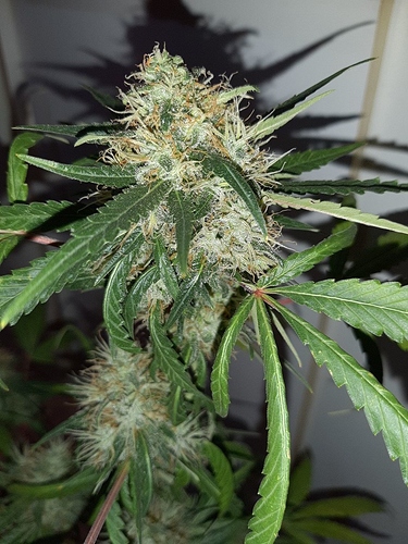 Growreport Bild 3