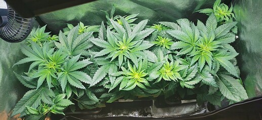Growreport Bild 21