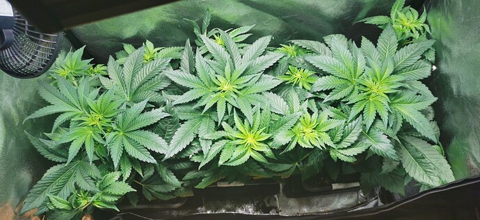 Growreport Bild 6