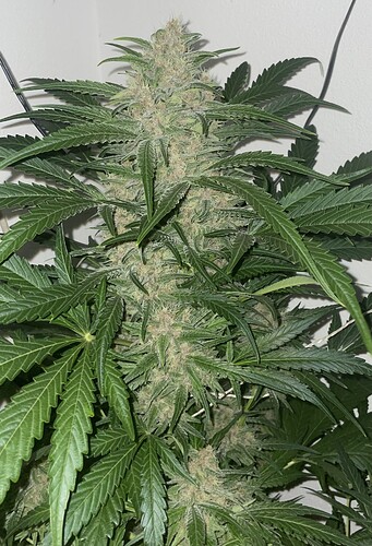 Growreport Bild 4