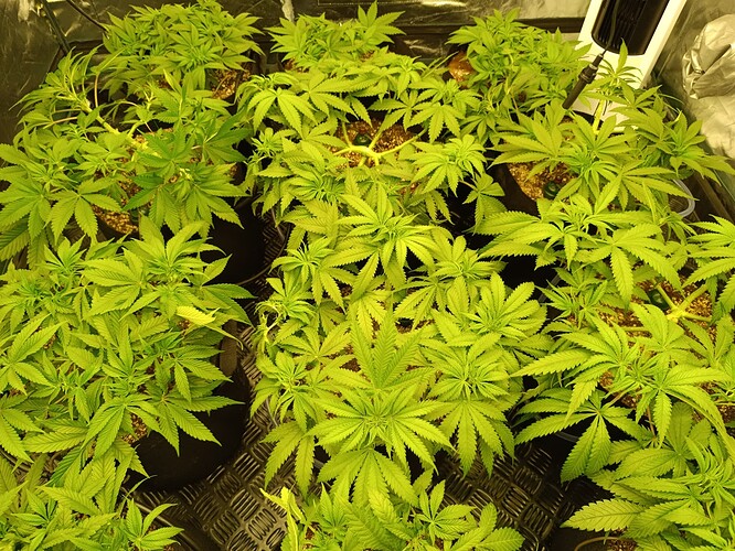 Growreport Bild 9