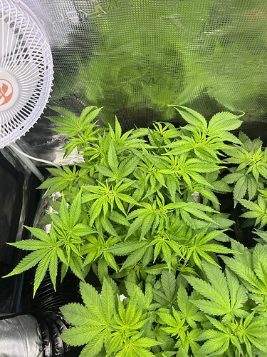 Growreport Bild 8