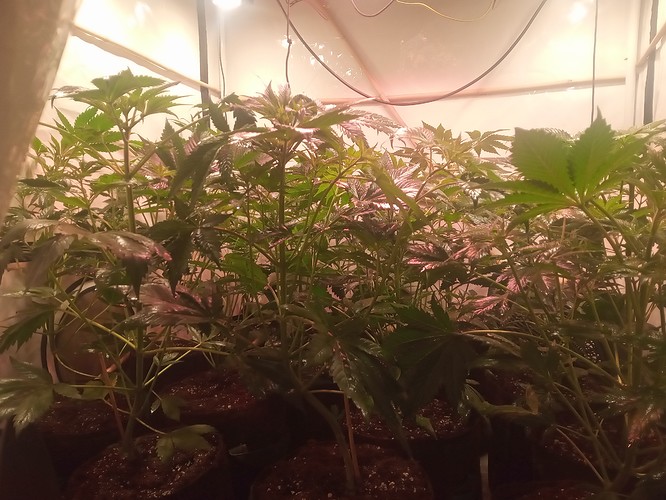 Growreport Bild 9