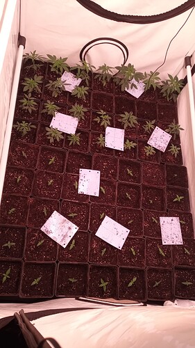 Growreport Bild 38