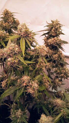 Growreport Bild 48
