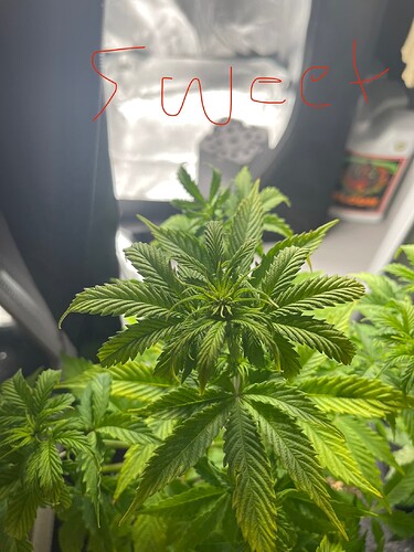 Growreport Bild 29