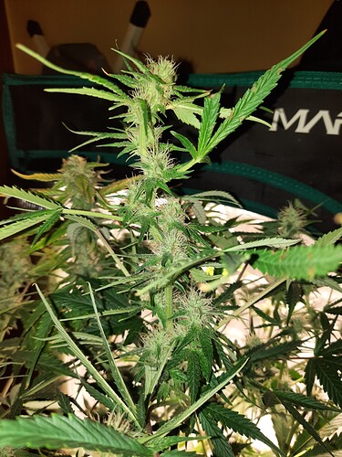 Growreport Bild 23