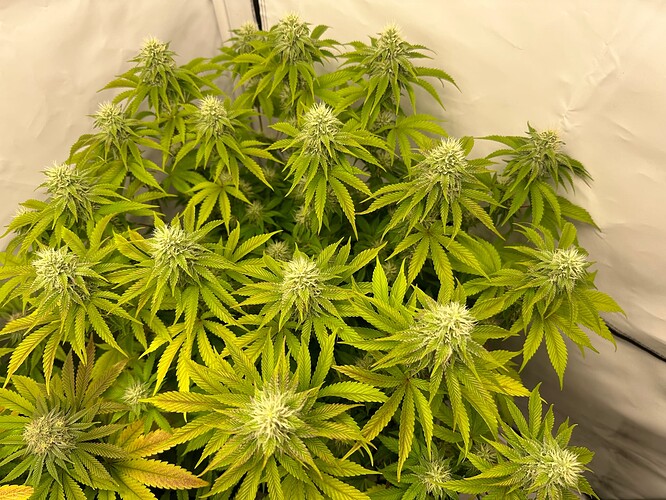 Growreport Bild 2