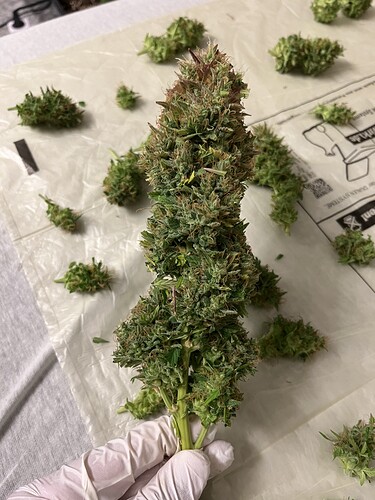 Growreport Bild 9