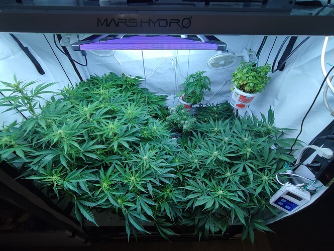 Growreport Bild 36