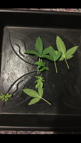 Growreport Bild 4