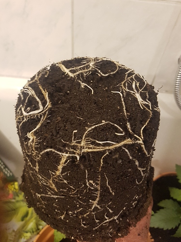 Growreport Bild 4