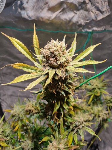 Growreport Bild 10