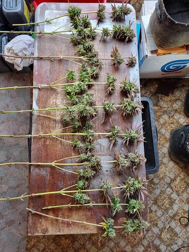 Growreport Bild 12