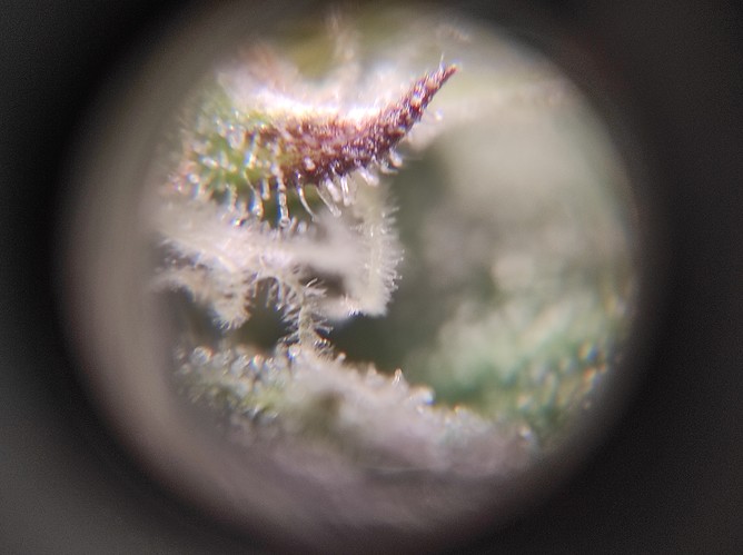 Growreport Bild 10