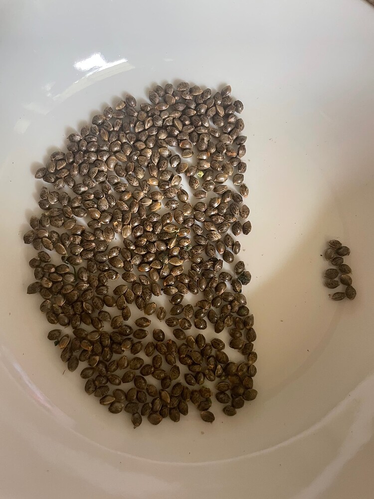 - Beendet - Rumwurschtel-Grow inkl. Vermehrung